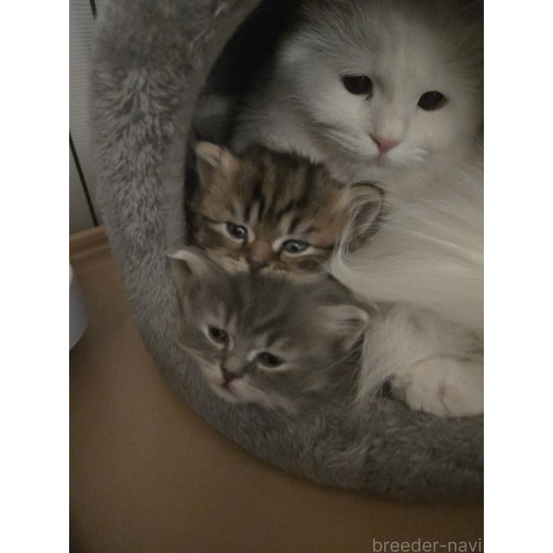 貞包佳代ブリーダーの詳細