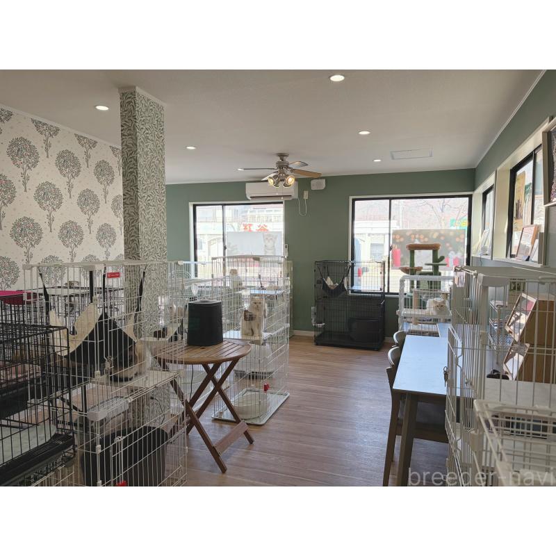 持田みいあブリーダーの詳細