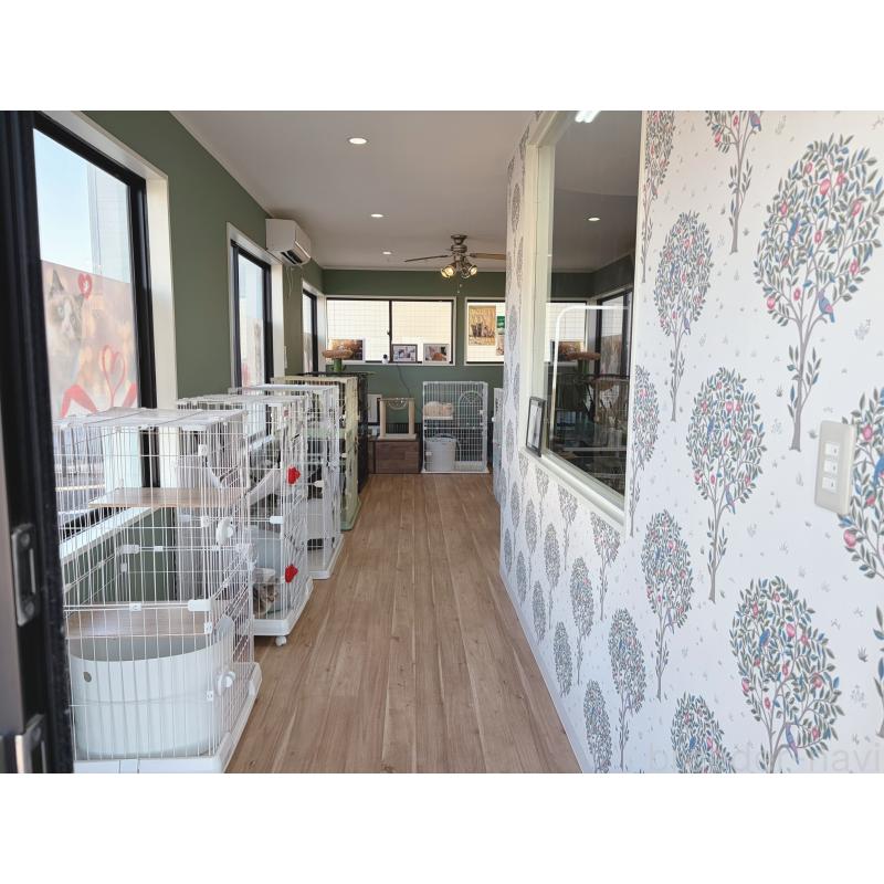 持田みいあブリーダーの詳細