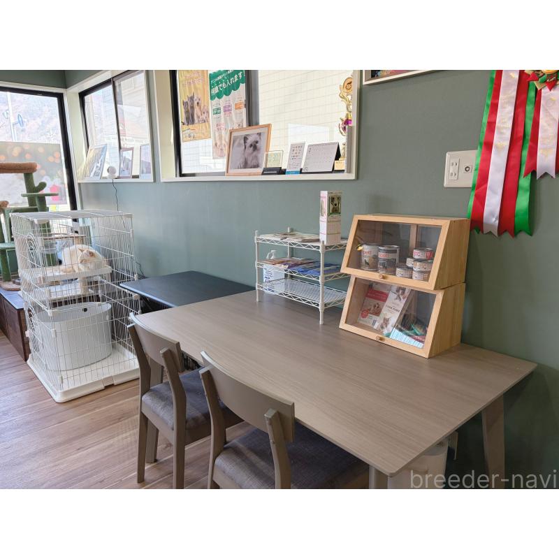 持田みいあブリーダーの詳細