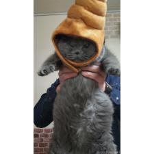 細井芳恵ブリーダー