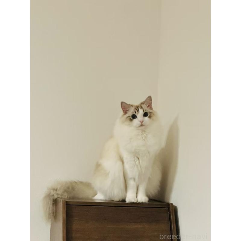 福富紫霄ブリーダーの詳細の1枚目