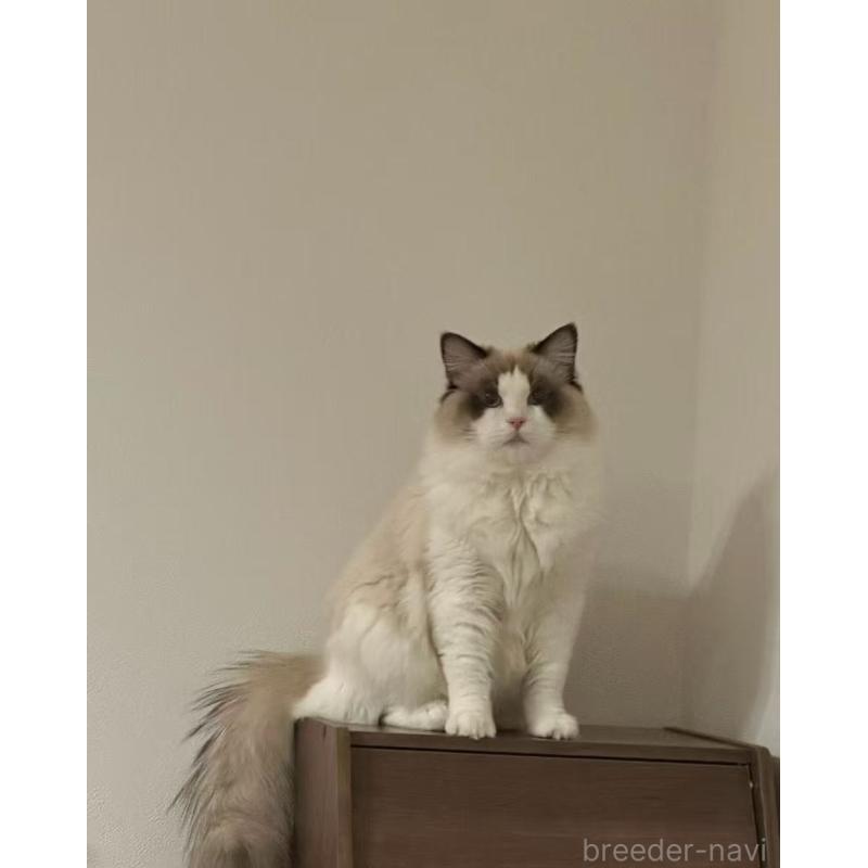 福富紫霄ブリーダーの詳細