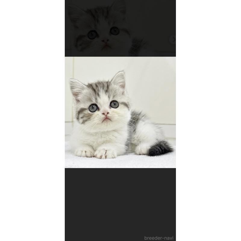 木下浩志ブリーダーの詳細の1枚目