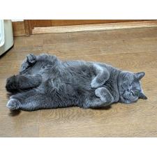 細井芳恵ブリーダー