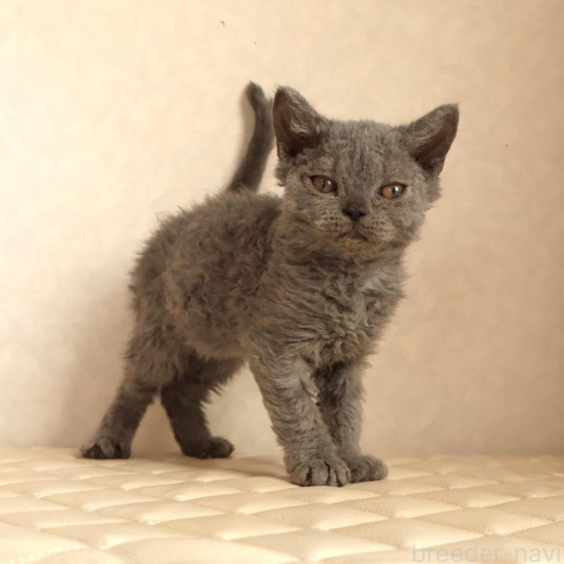 静岡県のセルカークレックス｜女の子・2025/12/04生まれ・【2月19日