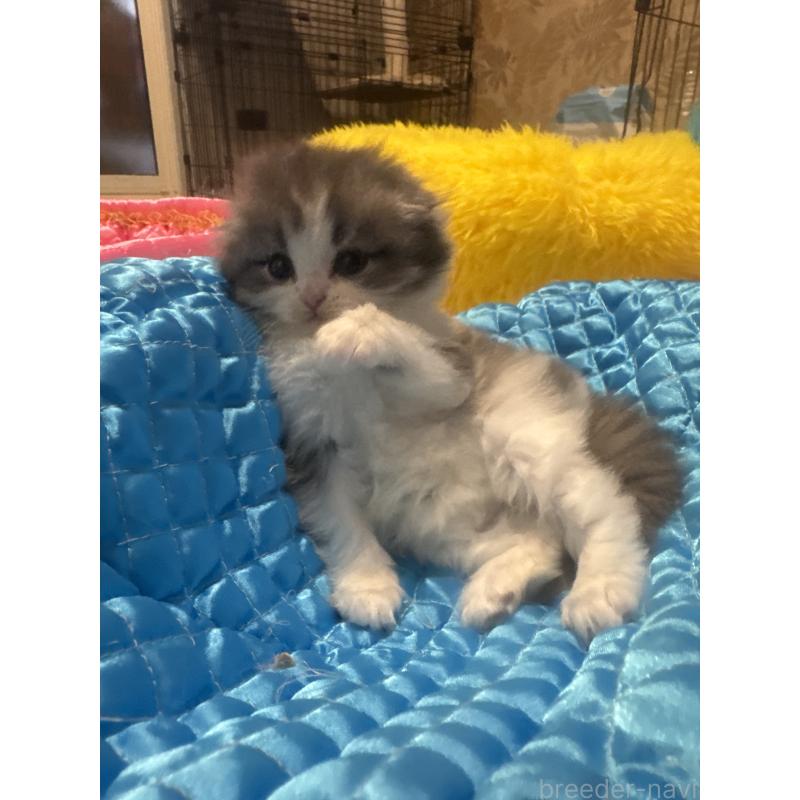 北川尚子ブリーダーの詳細の1枚目