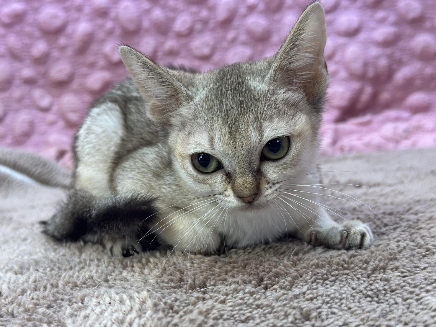 シンガプーラの性格や特徴って？色や体重、飼い方まとめ | ネコマガ