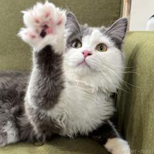 平ほの花ブリーダー