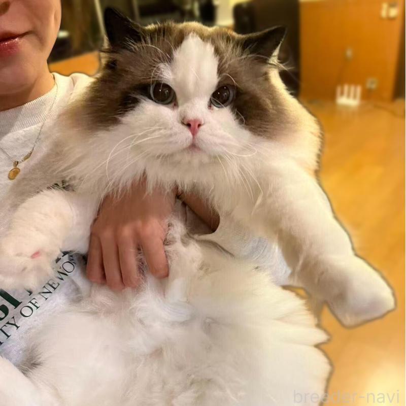 劉倩文ブリーダーの詳細の1枚目