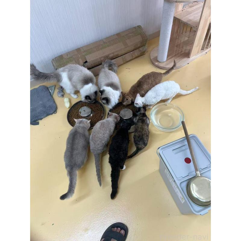 劉倩文ブリーダーの詳細