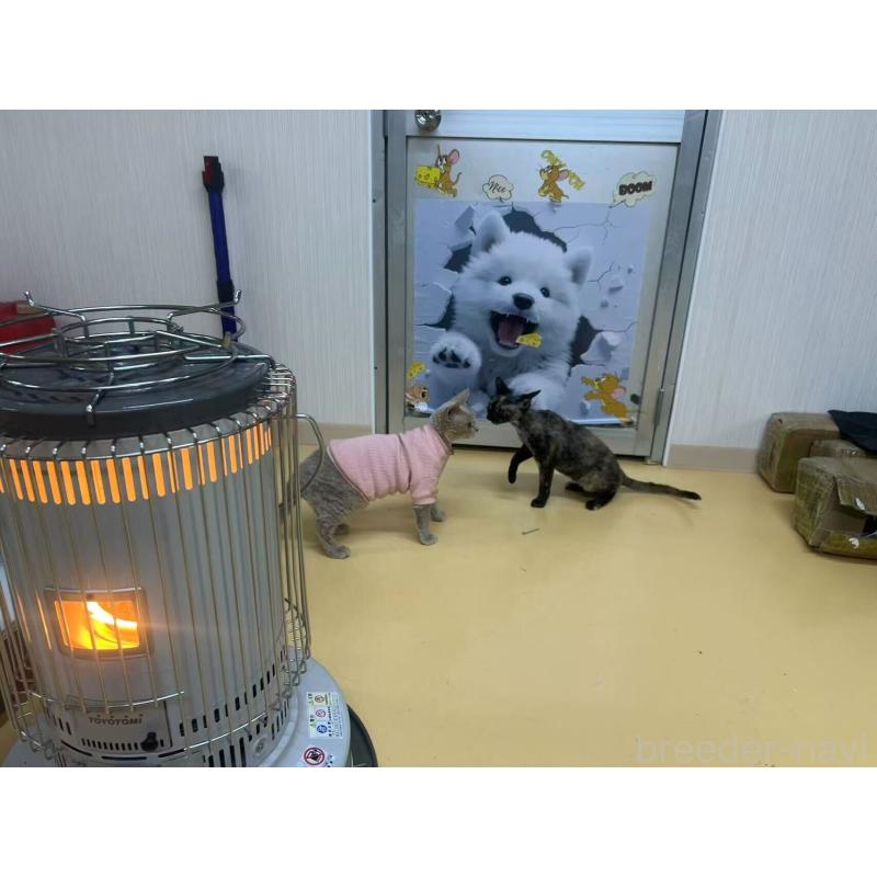 劉倩文ブリーダーの詳細