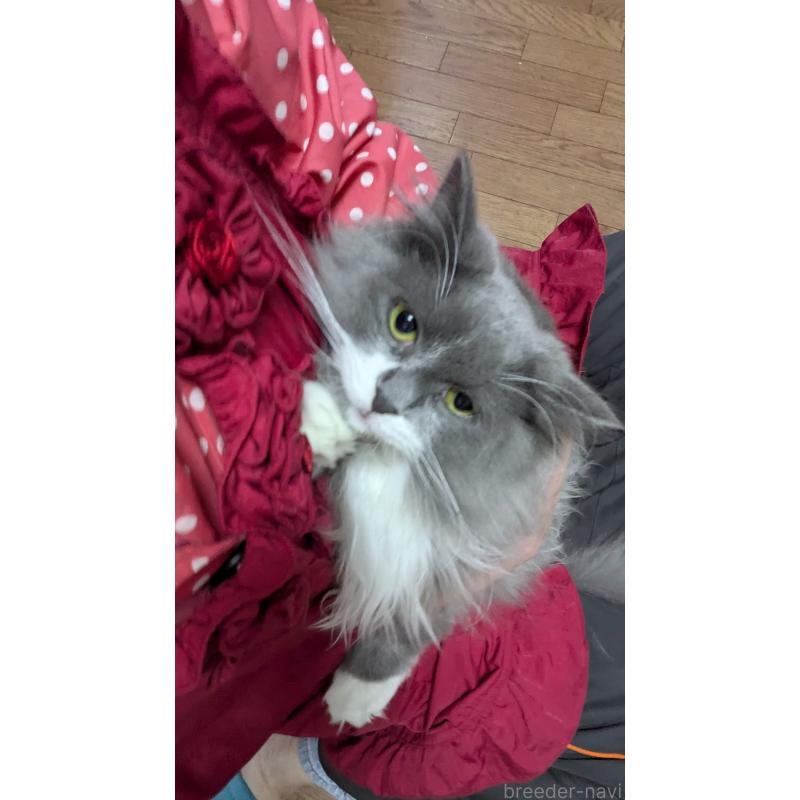 市川富士子ブリーダーの詳細の1枚目