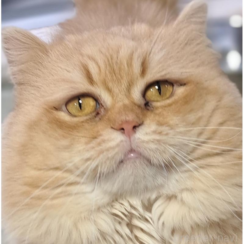 石塚由紀ブリーダーの詳細