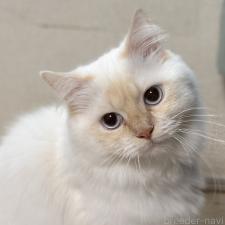 小澤利恵ブリーダー