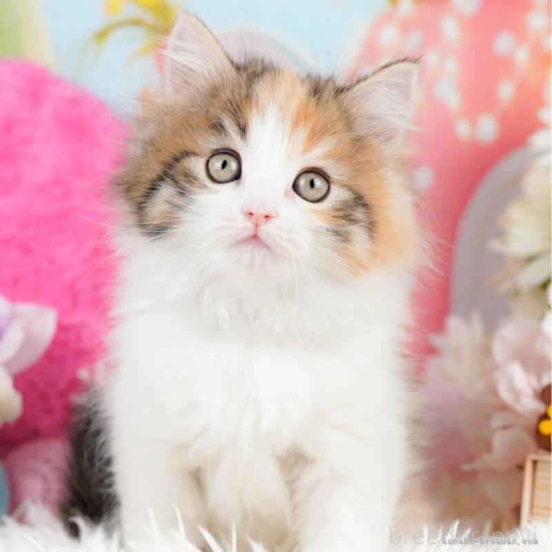 藤本高士ブリーダーの詳細