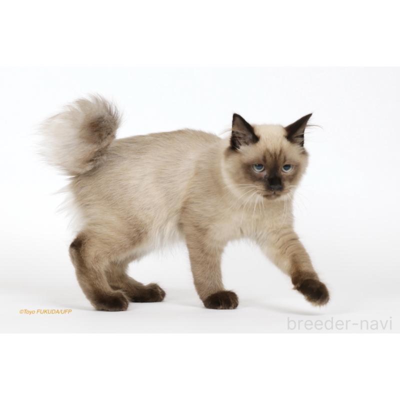 市川和美ブリーダーの詳細