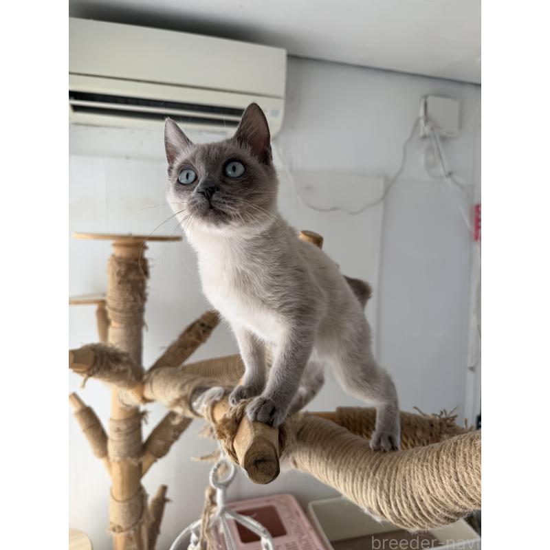 市川和美ブリーダーの詳細