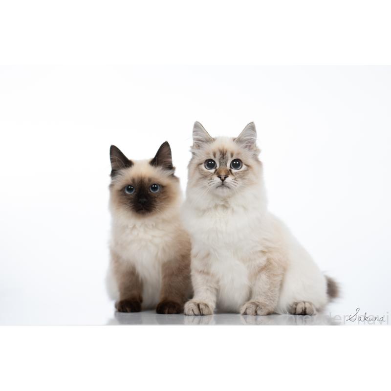 市川和美ブリーダーの詳細