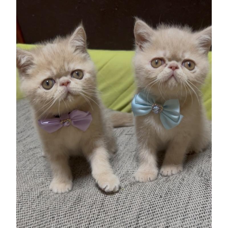 髙山歌織ブリーダーの詳細の1枚目