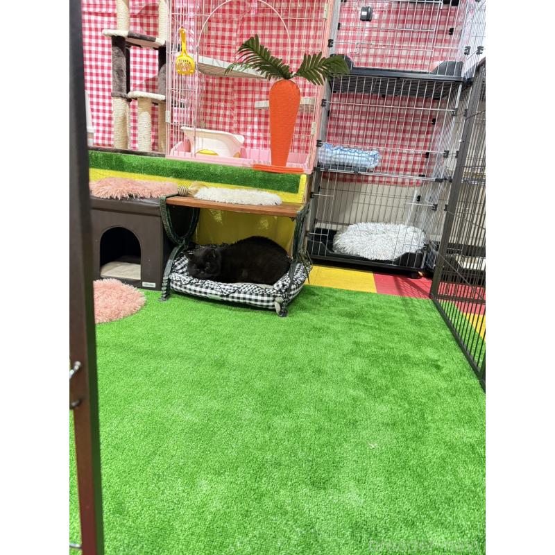 髙山歌織ブリーダーの詳細