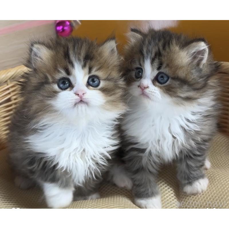 佐々木健ブリーダーの詳細の1枚目