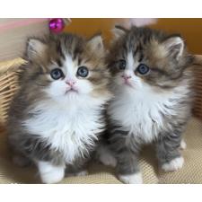 佐々木健ブリーダー