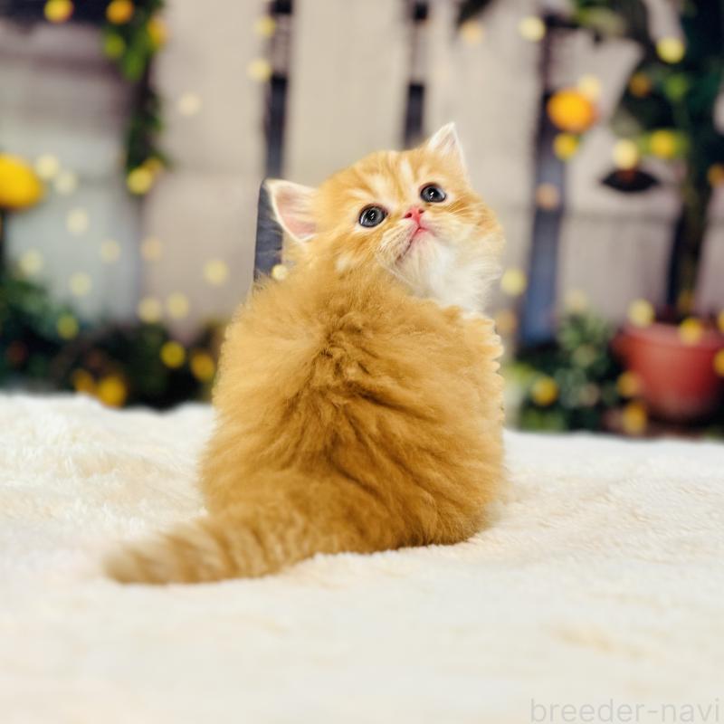 大原睦ブリーダーの詳細