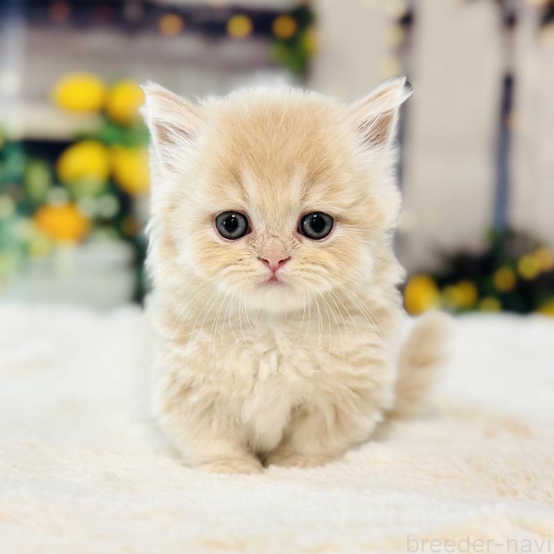 大原睦ブリーダーの詳細