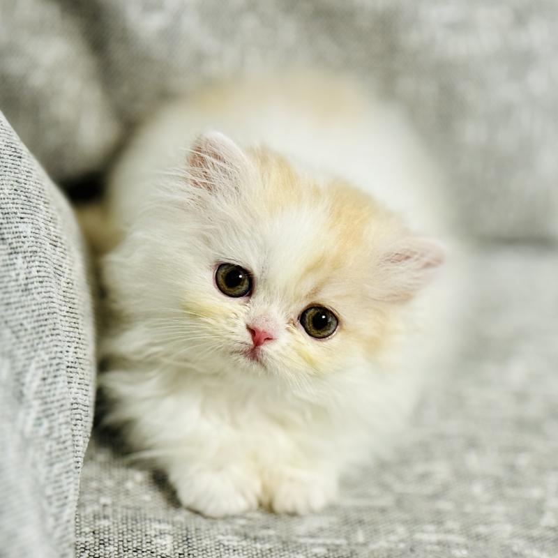 大原睦ブリーダーの詳細