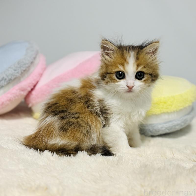 大原睦ブリーダーの詳細