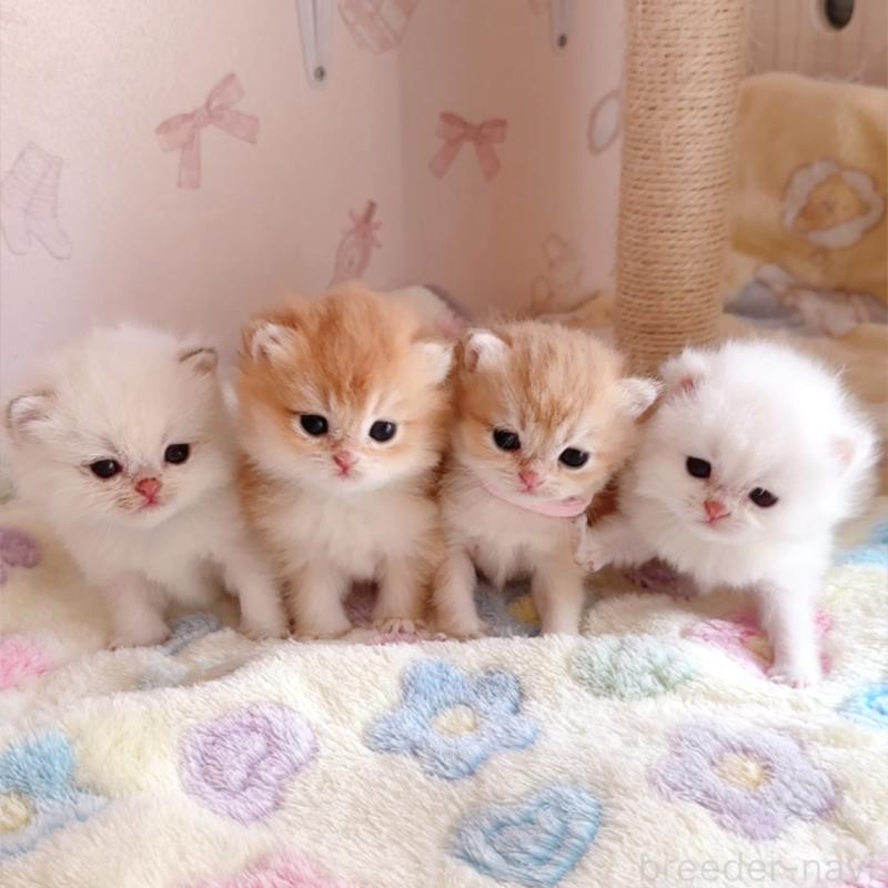 岡田智子ブリーダーの詳細の1枚目