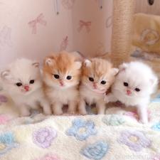 岡田智子ブリーダー