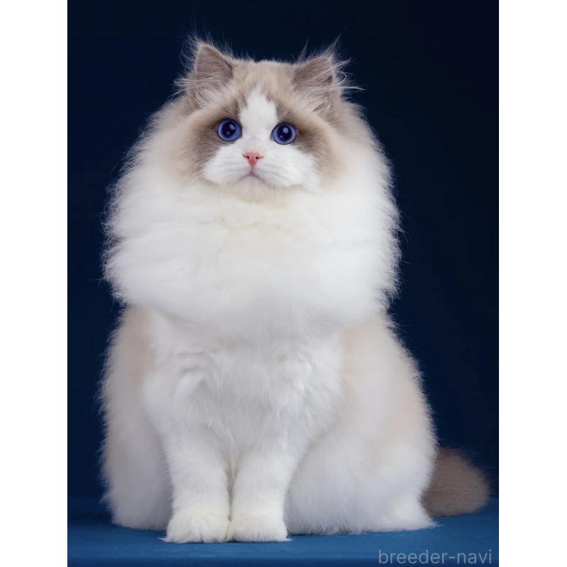 森佑希ブリーダーの詳細の1枚目