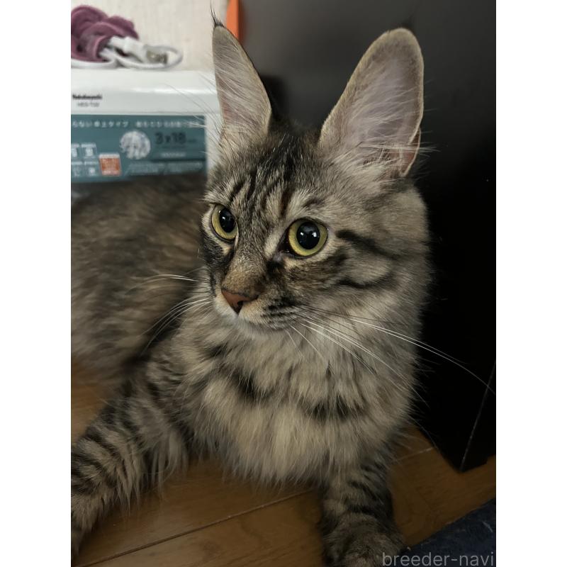 川崎真理ブリーダーの詳細の1枚目