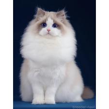 森佑希ブリーダー