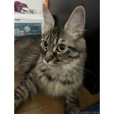 川崎真理ブリーダー