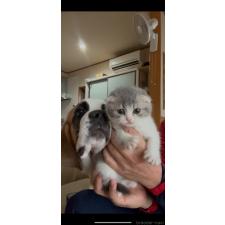 平慎二ブリーダー