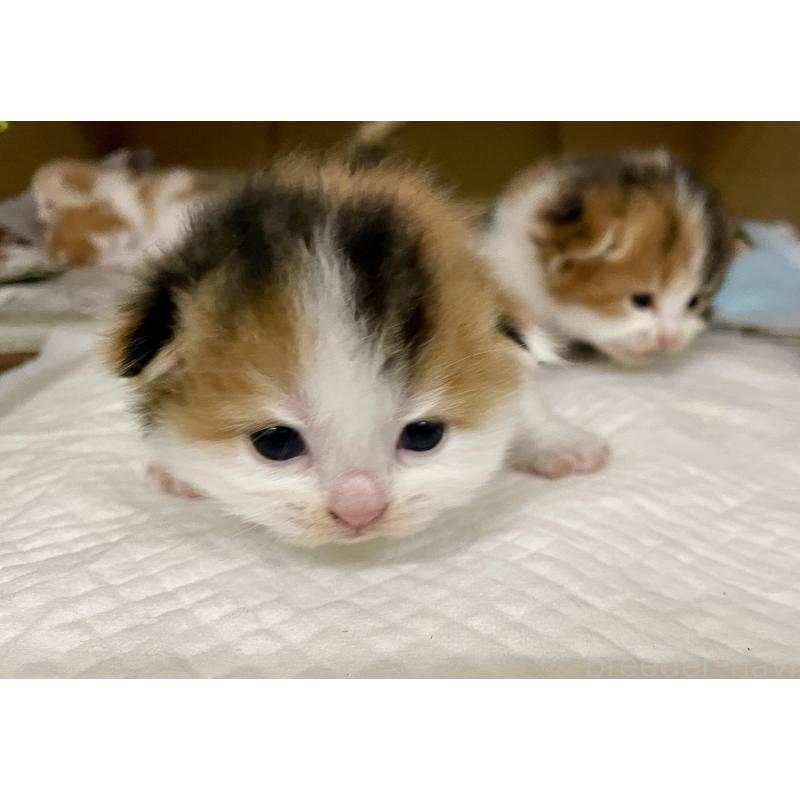 三浦正之ブリーダーの詳細