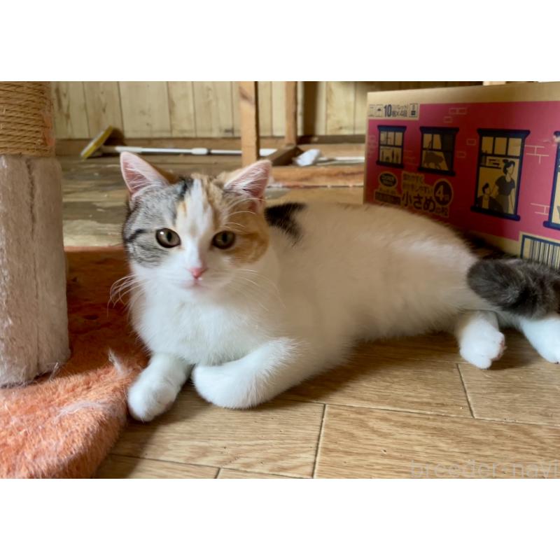 三浦正之ブリーダーの詳細