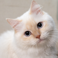 小澤利恵ブリーダー