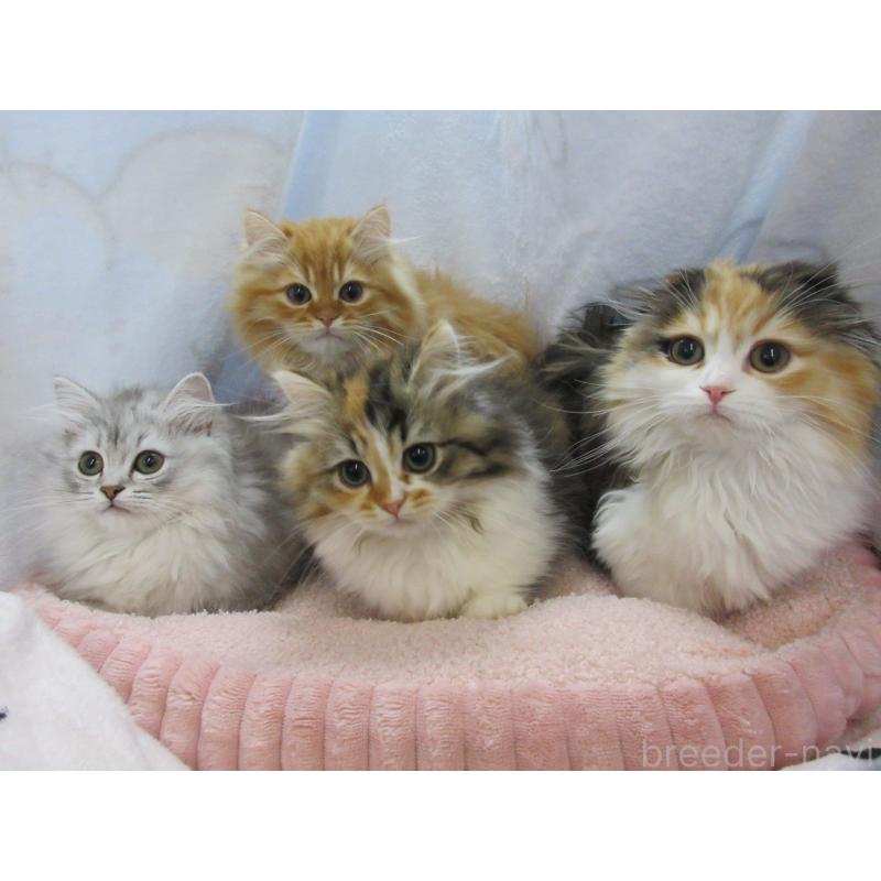 角田敏彦ブリーダーの詳細の1枚目