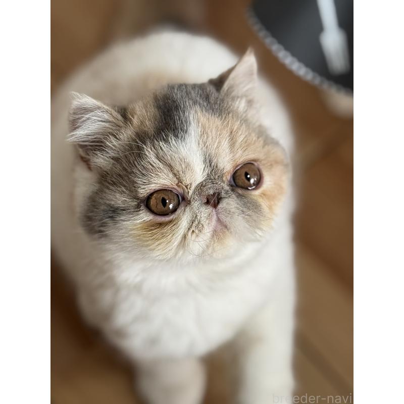 松本俊子ブリーダーの詳細