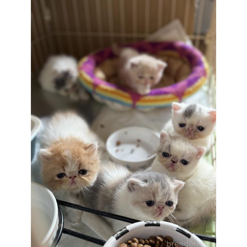 松本俊子ブリーダーの詳細