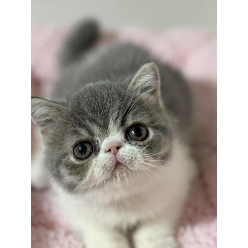 松本俊子ブリーダーの詳細