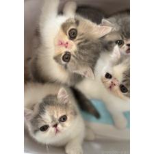 松本俊子ブリーダー