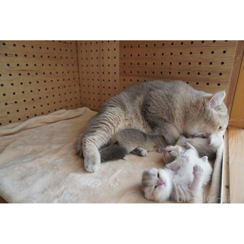 金ハンウルブリーダーの詳細