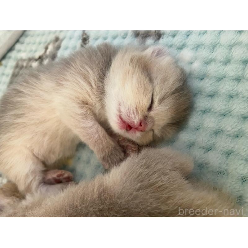 金ハンウルブリーダーの詳細の1枚目