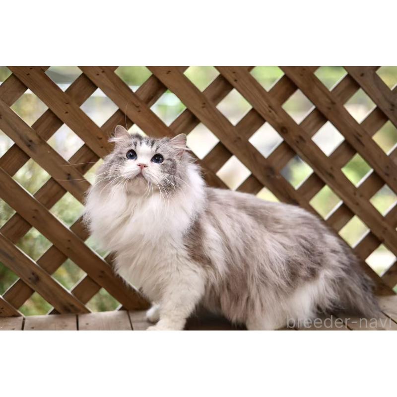 曽楠軒ブリーダーの詳細