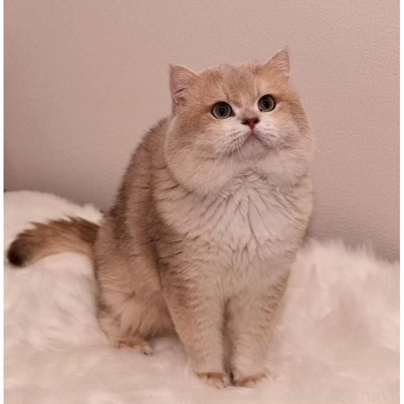 曽楠軒ブリーダーの詳細